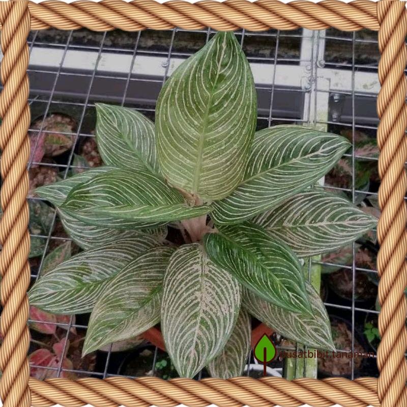 Bibit bonggol aglonema golden hope bibit aglonema murah