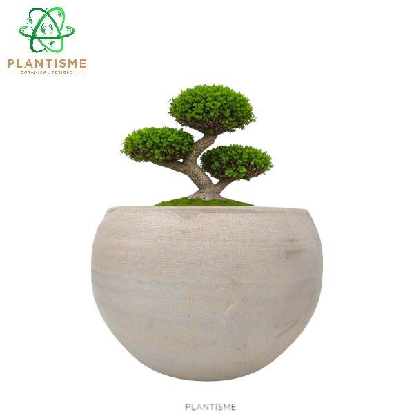 Pot Bonsai – Orbs Pot Bonsai Bulat Bola Semen Concrete Planter Minimalis untuk Tanaman Meja & Bonsai