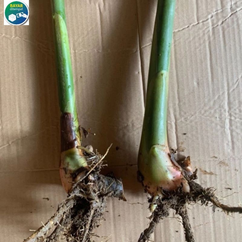 Bibit pohon kecombrang Hijau