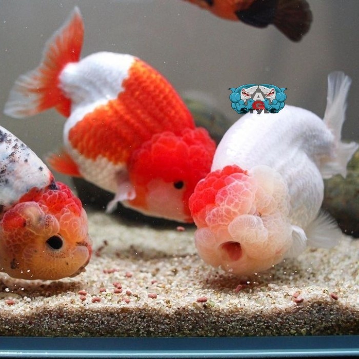 pemanis aquarium Ikan koki ranchu lionchu red white maskoki gold fish goldfish - 6-8 cm