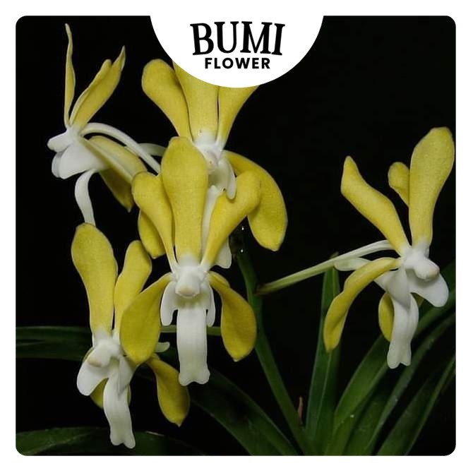 Vanda denisoniana x Vanda falcata  - BUMI Orchids Anggrek Koleksi