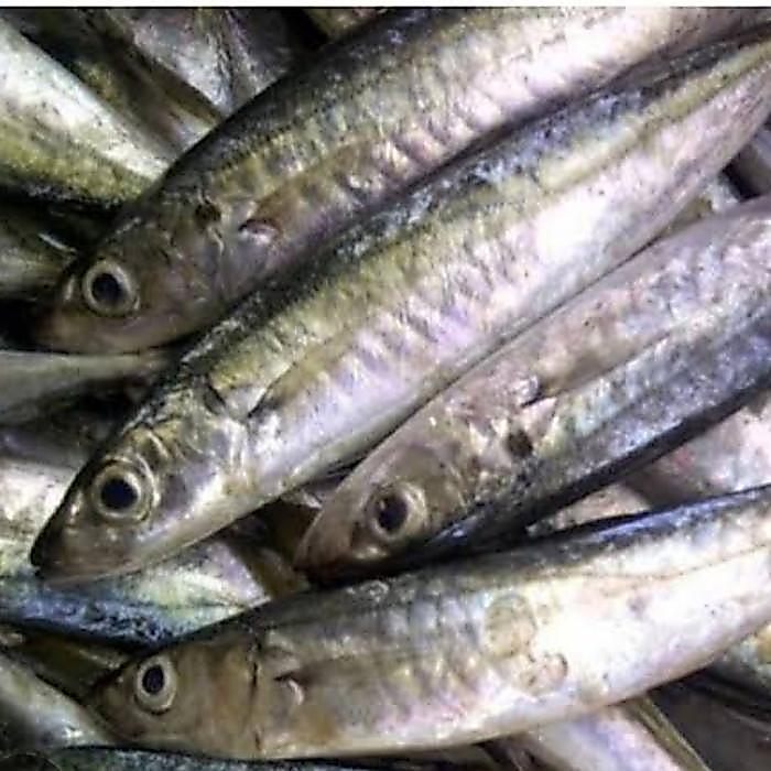 Ikan Layang Deles atau Cue 1kg