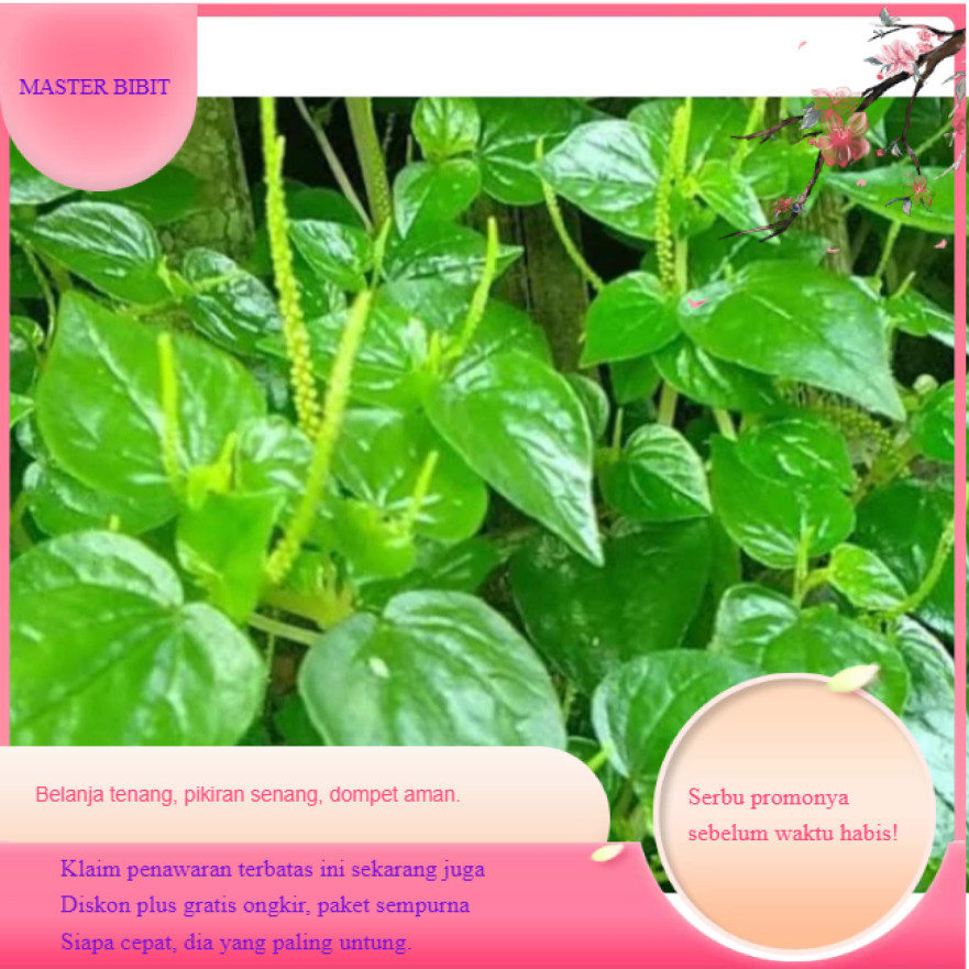 MB767 BIBIT sirih cina herbal