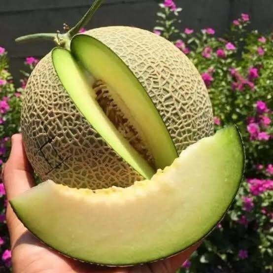 150 BENIH MELON MADU SUPER MANIS