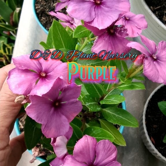 Vinca Seed _ biji bunga vinca PURPLE