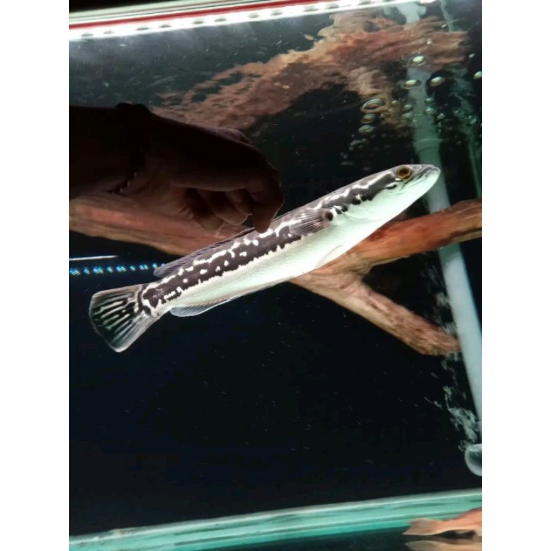 Ikan Toman Ukuran 15 cm UP | Ikan Predator | Pengiriman Jawa Timur
