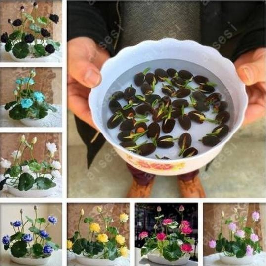 Biji Teratai Jepang Biji Benih Teratai Lotus Mini Biji Bunga Teratai Lotus Varian Warna Perbiji..