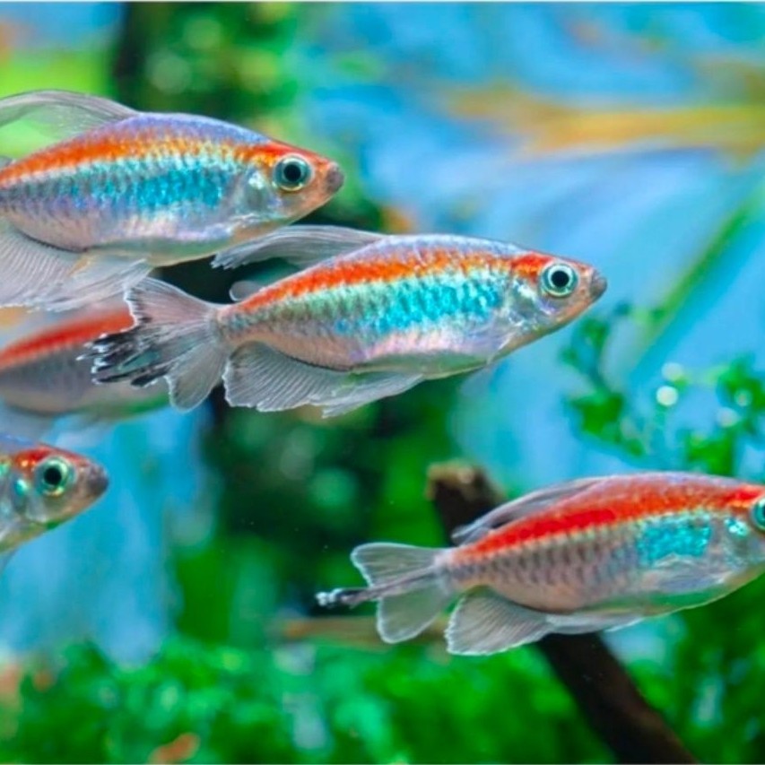 Hiasan Congo Tetra ( size 4-6cm ) - Hiasan Rainbow congo tetra aquascape