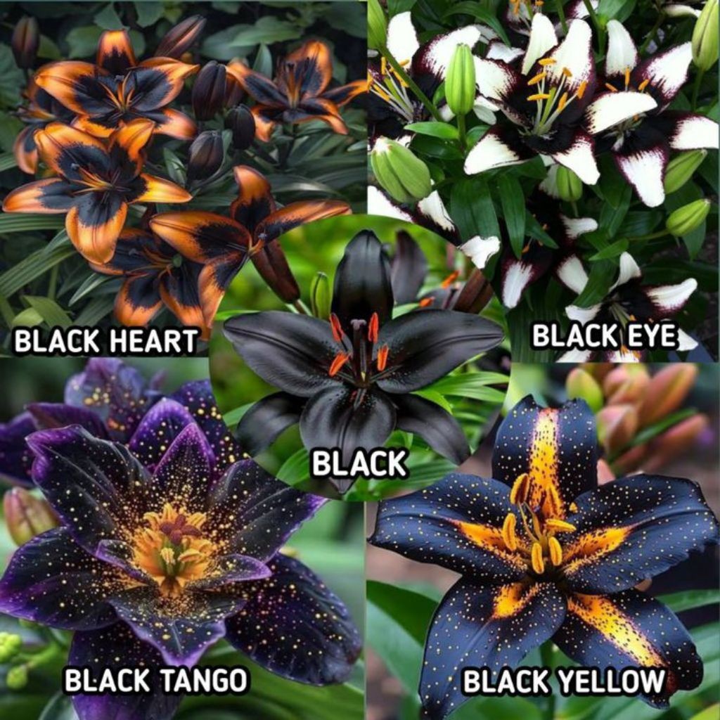 UMBI LILY CASABLANCA BIBIT UMBI BUNGA LILY (BELI 5 GRATIS 1)