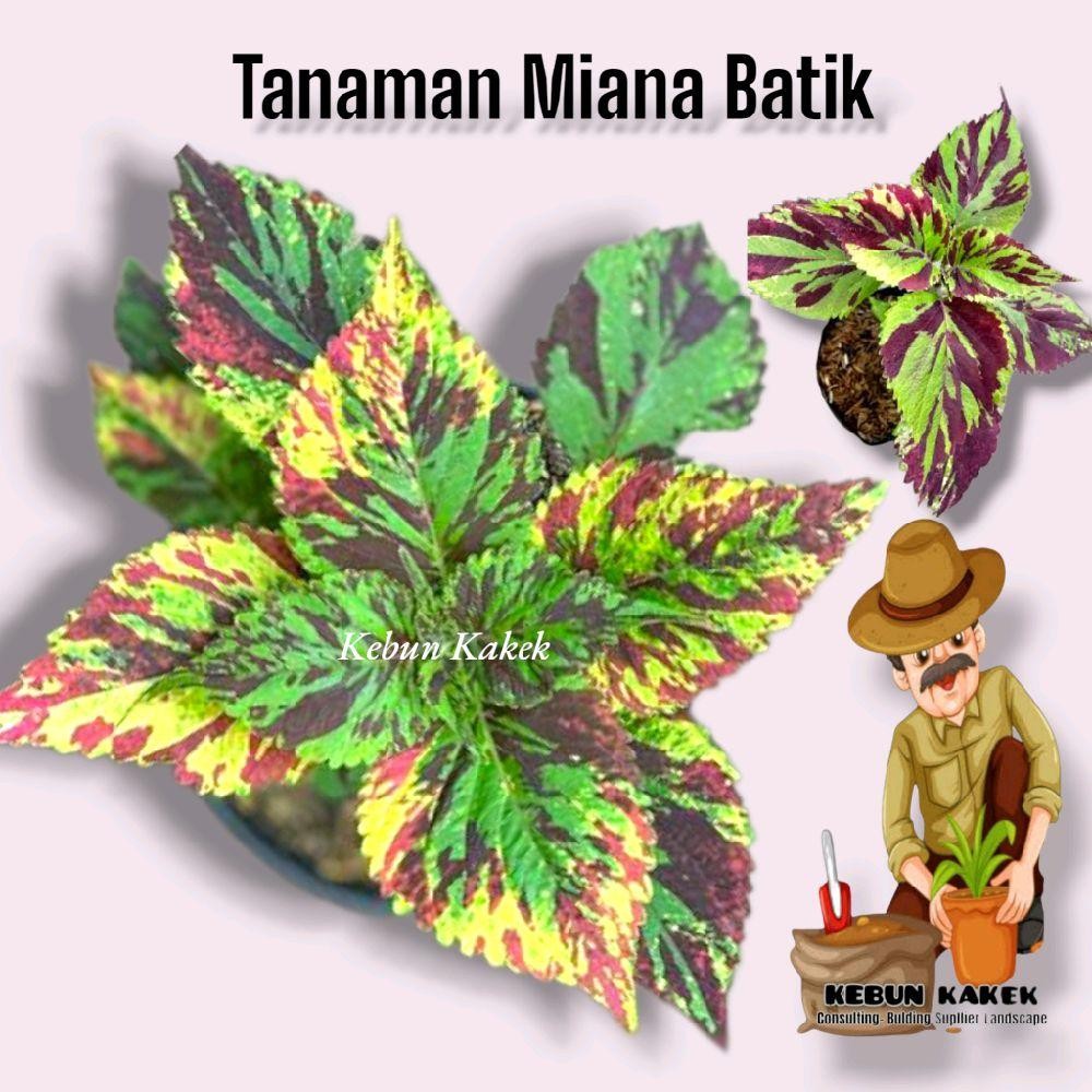 Tanaman Hias Minana Batik / Tanaman Hidup Miana Batik / Pohon Miana / Daun Miana Batik