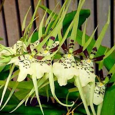 Anggrek Oncidium Brassia Rex