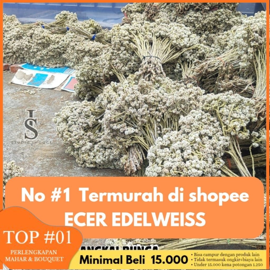 SG - ECER 3-5 tangkai BUNGA EDELWEIS KERING BUNGA ABADI JENIS BROMO BIDIDAYA