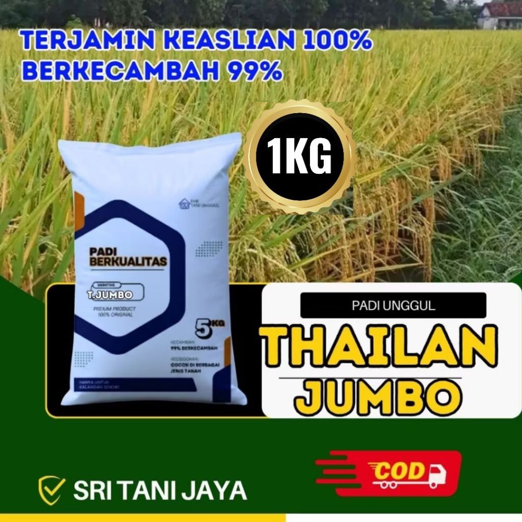 Benih Padi Bibit Padi Thailand JUMBO Kemasan 1KG Premium Berkualitas