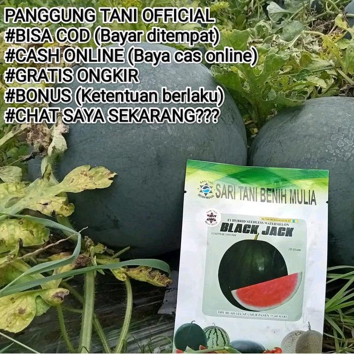 PROMO  Benih Bibit Semangka Non Biji Jumbo Berbobot Black Jack F1 (Tahan Virus, buah Setipe : amara,