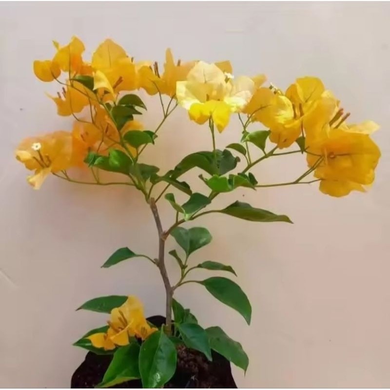 BUGENVIL Tanaman hias bougenville monalisa kuning - bougenville bunga kuning
