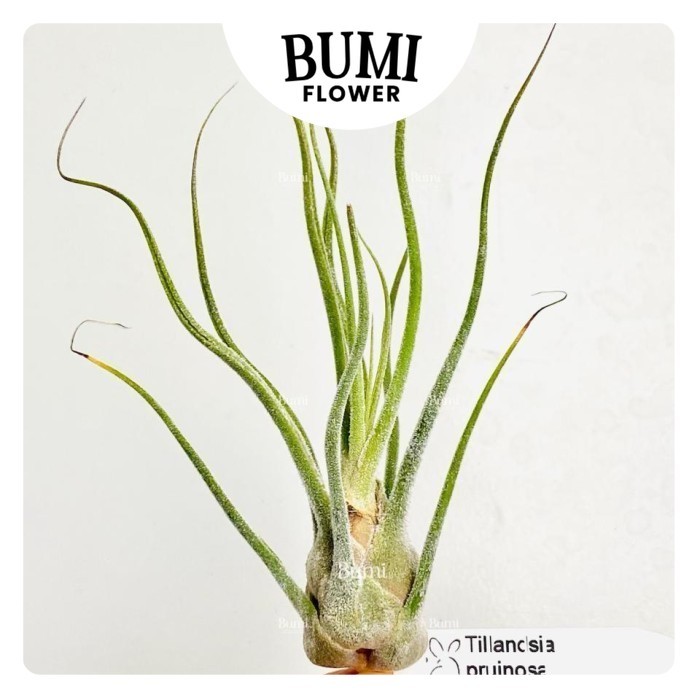 Tillandsia pruinosa 'Colombia' - Bumi Air Plants Tanaman Udara