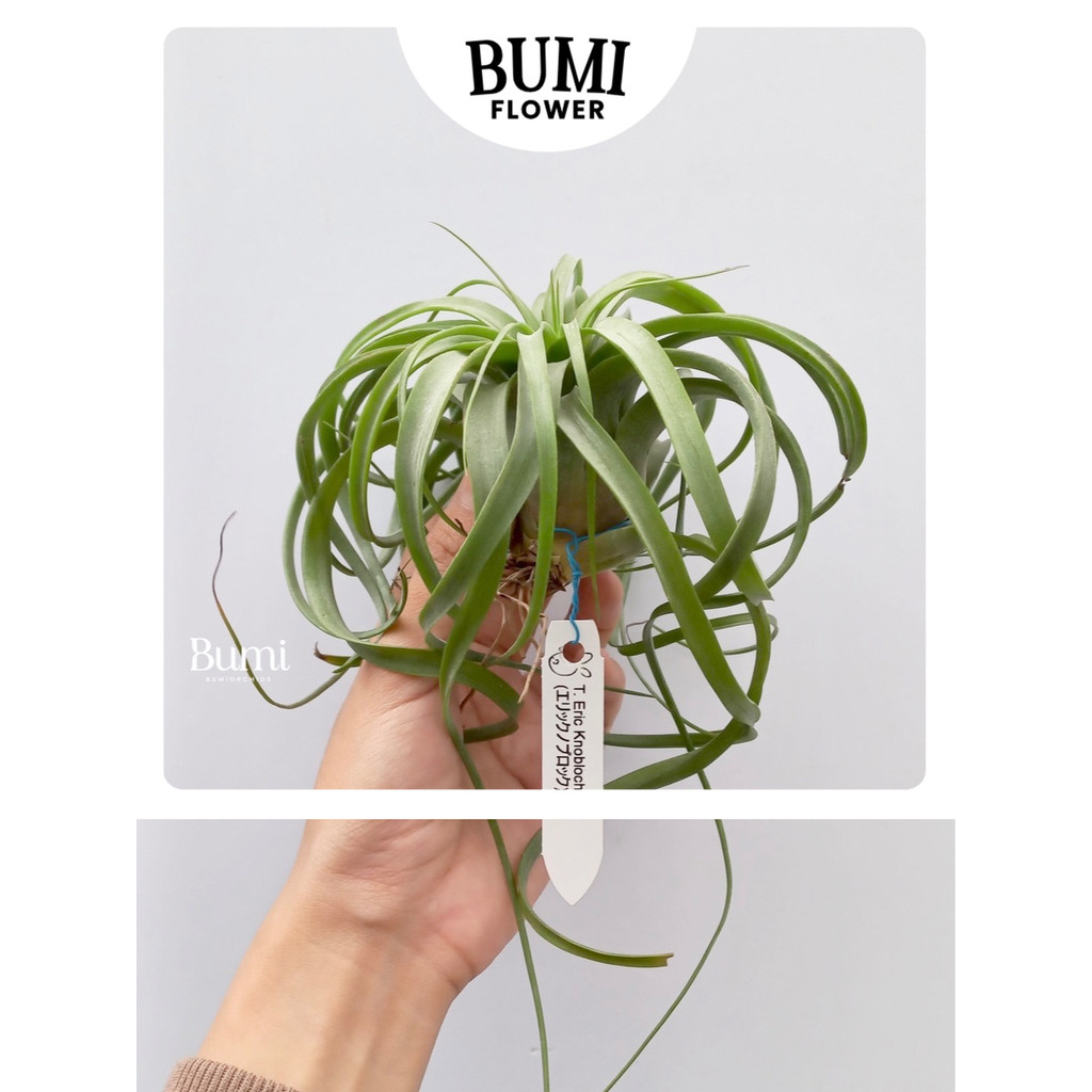 Tillandsia Eric Knobloch - BUMI Air plants tanaman udara