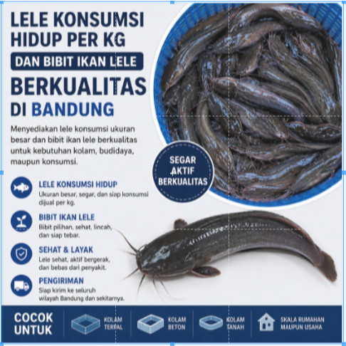 Bibit Lele Sangkuriang Konsumsi Per Kilo / Bibit Ikan Per Kg Berkualitas di Bandung/ bibit ikan mura