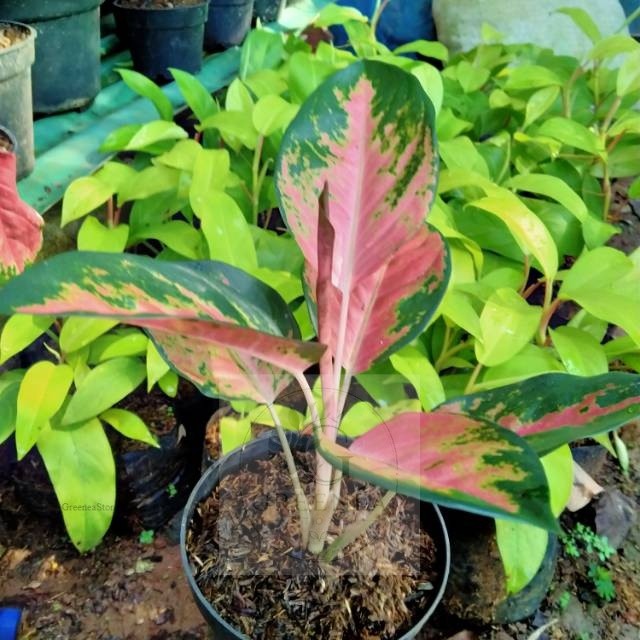 Tanaman aglonema kochin paramruay