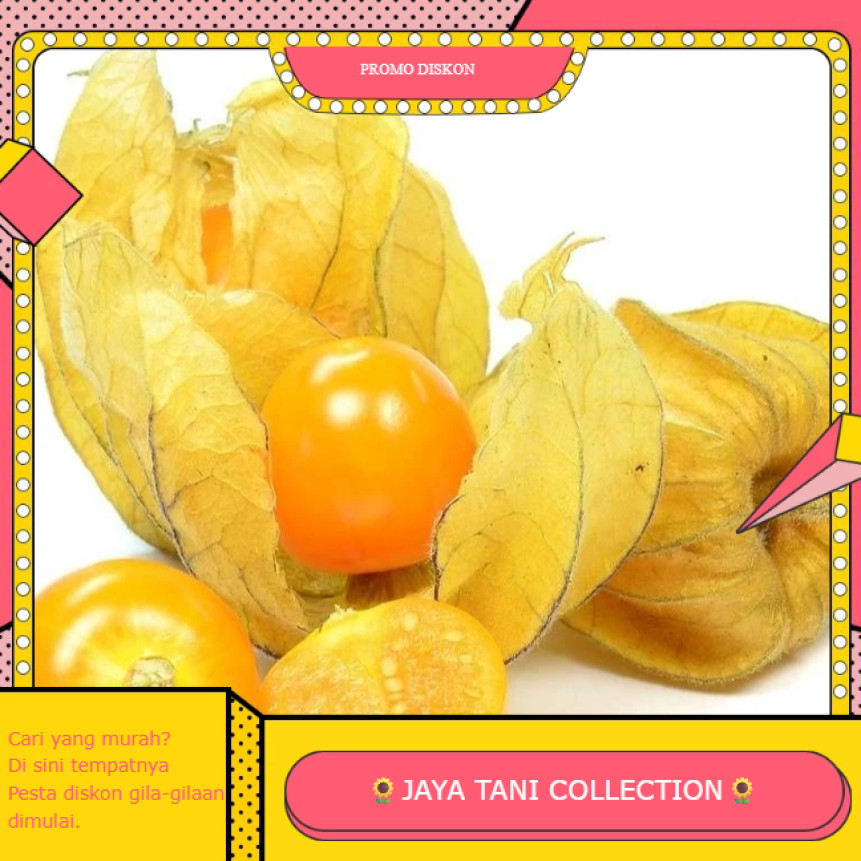 JTC66 BUTIR BENIH CIPLUKAN KUNING JUMBO IMPORT