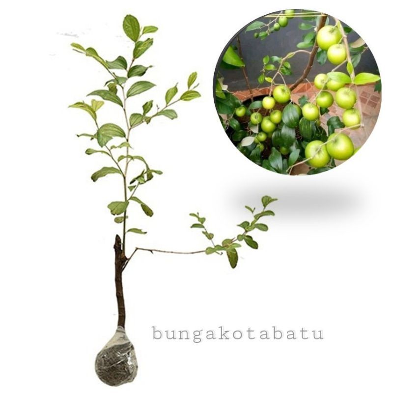 Bibit Tanaman Buah APEL FUTSA - Bibit Buah Apel Putsa (Apel India)