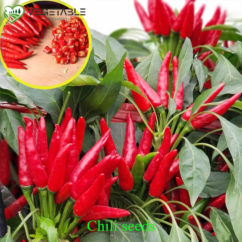 100 Seeds/pack Siling Labuyo Hybrid - Hot Pepper Taiwan Chili / Siling Taiwan