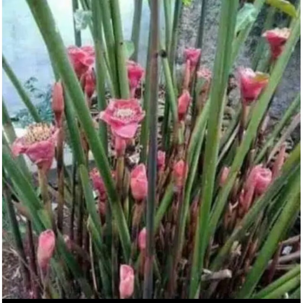 bibit kecombrang/rombeh honje hijau
