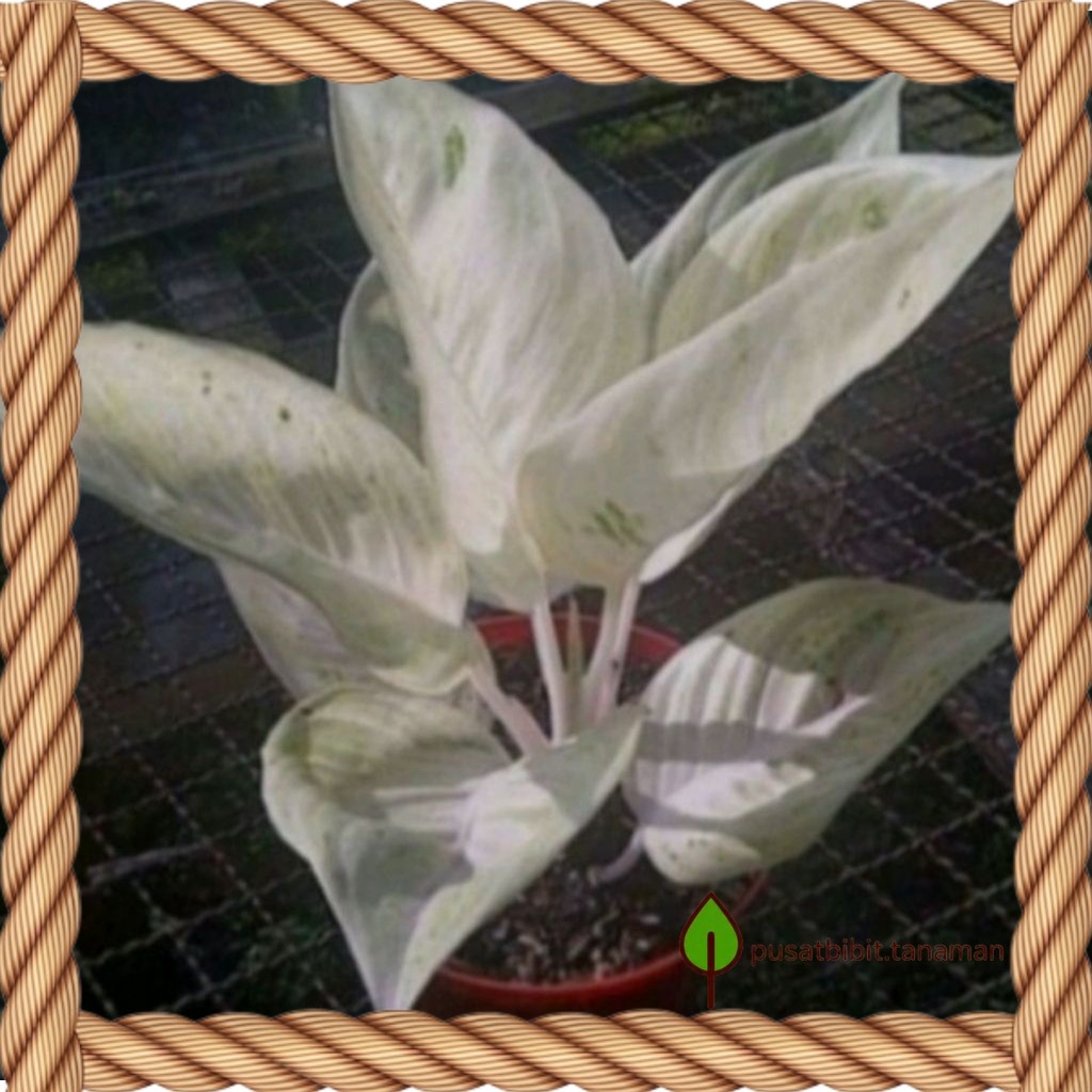 BIBIT Bonggol Tanaman Hias Aglonema Legacy Salju