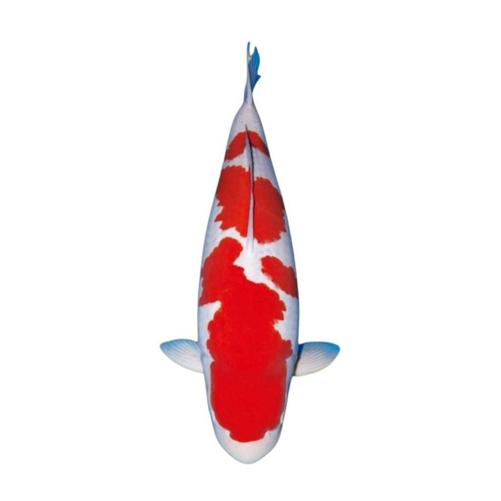 Hobi REGULER  Bibit Koi Blitar Berkualitas size 7-12cm Pakan koi