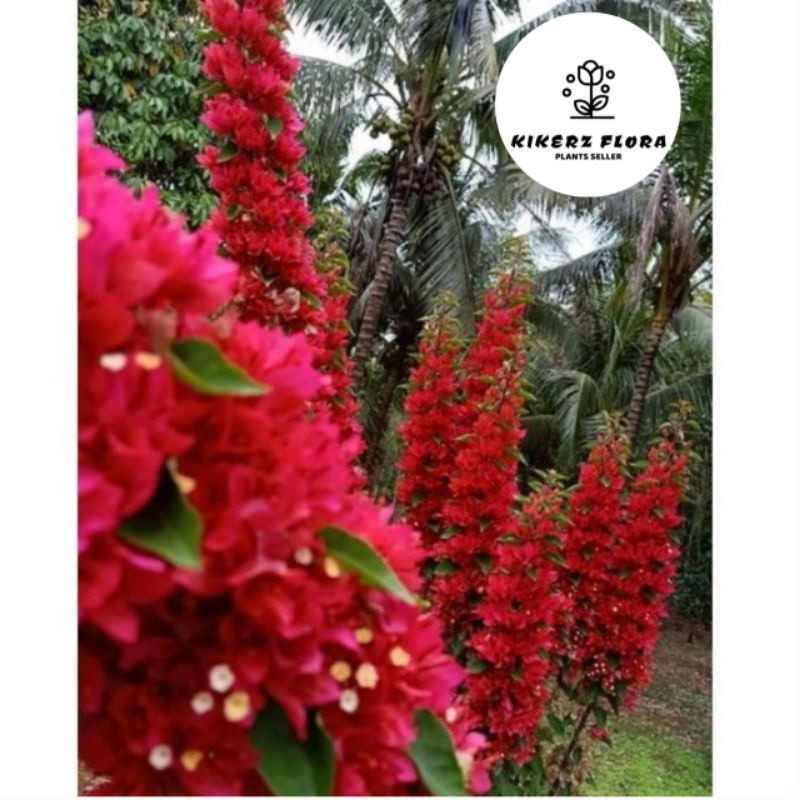 PROMO TANAMAN HIAS BUGENVIL BUNGA KERTAS// MUSANG RED/BOUGENVILLE IMPORT/BOUGENVILLE BUNGA KERTAS/BO