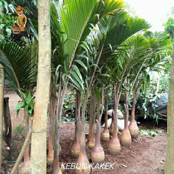 TANAMAN PALEM BOTOL MERAH / BIBIT PALEM BOTOL
