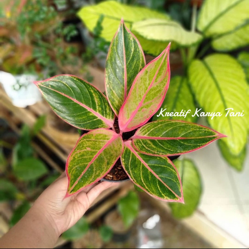 Tanaman hias aglonema lipstik pink - Aglonema lipstik pink