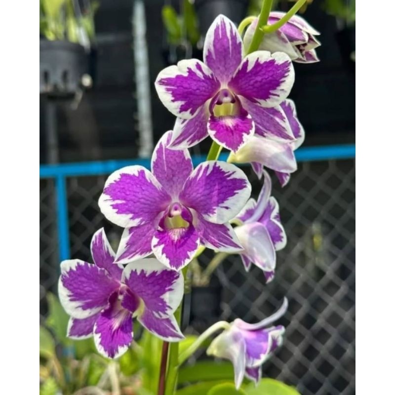 Anggrek Dendrobium Blue Sky/Tanaman Hias Anggrek Dendrobium - Bunga Anggrek Dendrobium