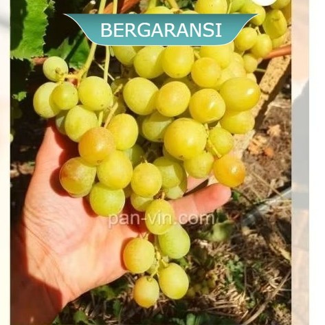 bibit anggur hijau tanpa biji sweet world seedles,anggur hijau tanpa biji - CHETOZ