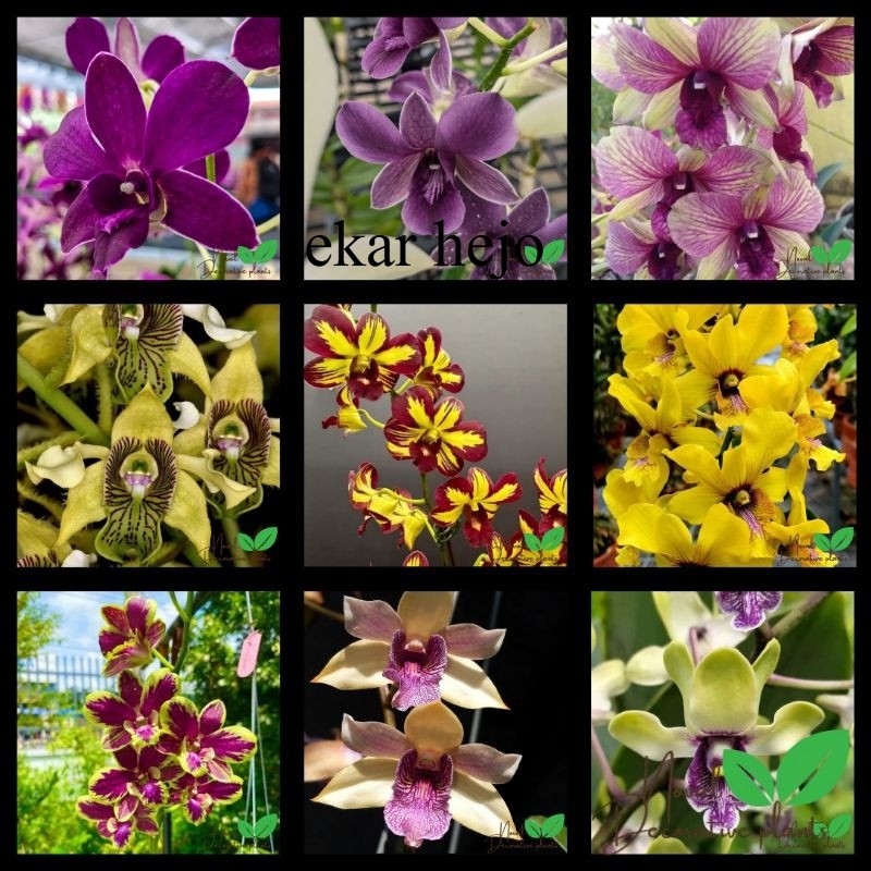 Promo COD Seedling anggrek dendrobium 9 jenis bunga - anggrek dendrobium