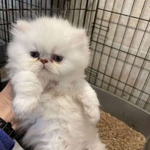 Kucing Persia Kualitas Super Kitten Persia Medium Peaknose Flatnose Ragdoll Himalaya Long Hair Munch