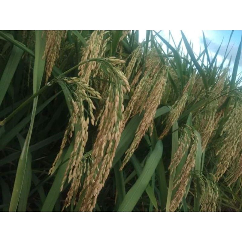 benih padi tongkol 2 kemasan 1kg