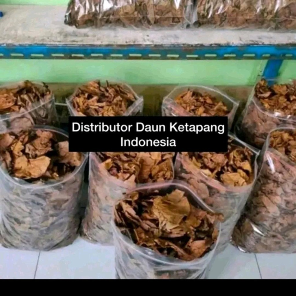 Daun Ketapang Laut Kering - Daun Ketapang Kering Untuk Cupang