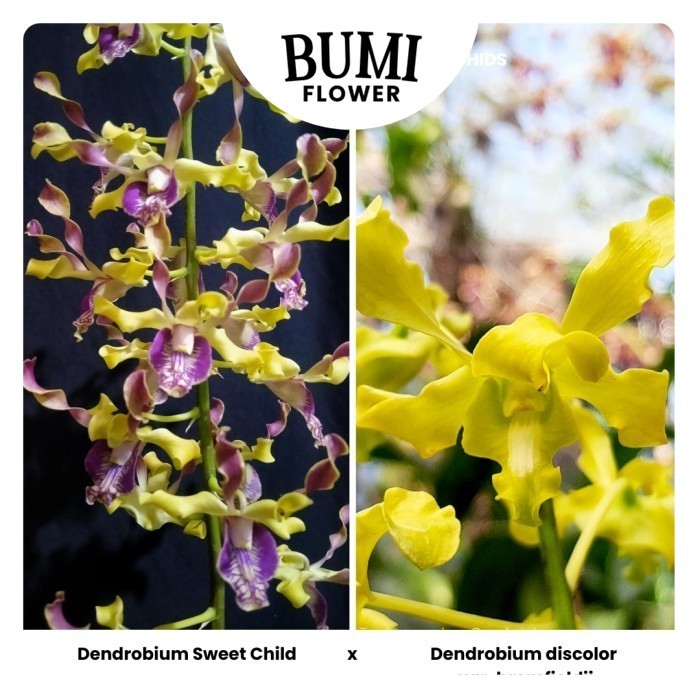 Anggrek Dendrobium Sweet Child x D. discolor var. bromfieldii - Seedling Foresta Orchids Bumi Bibit 