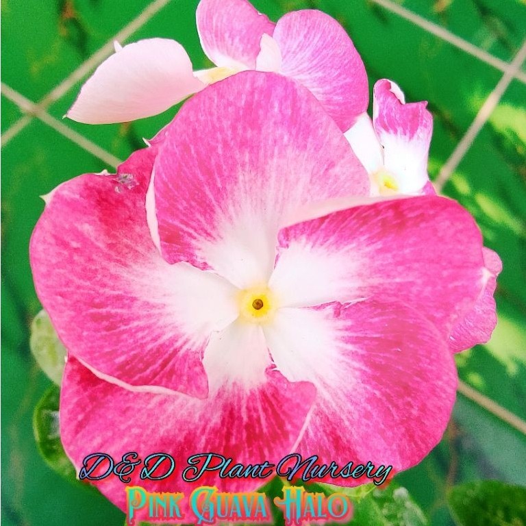 Vinca seed_biji bunga vinca PINK GUAVA HALO
