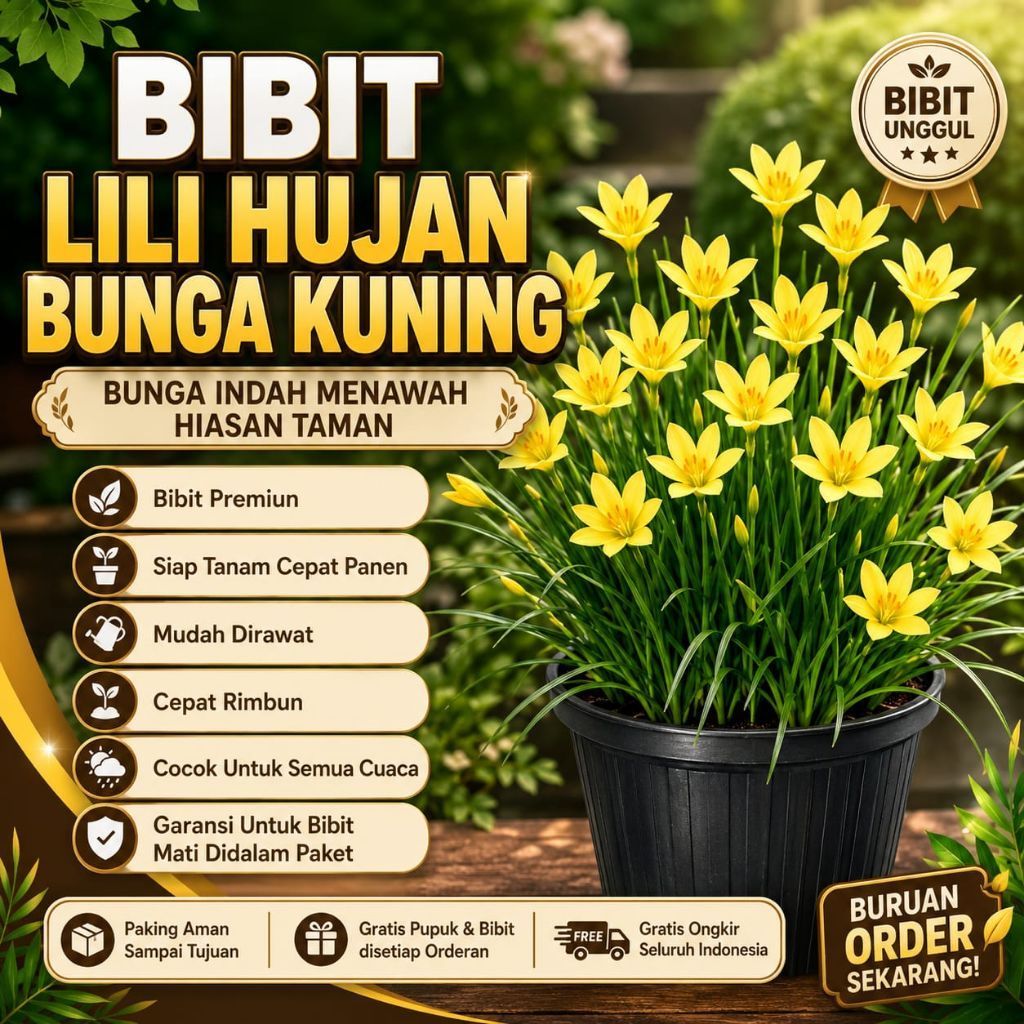 Bibit Lili Hujan Bunga Kuning Hiasan Taman Indah