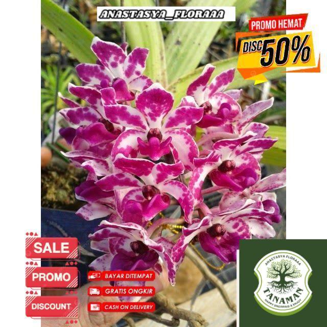 (BISA COD) Anggrek Cymbidium retusa ( pink putih ) - Tanaman Hias Hidup - Bunga hidup - Bunga hias -