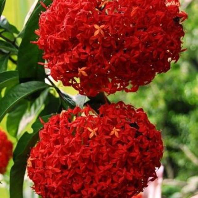 TANAMAN ASOKA SIAP BERBUNGA Tanaman hias bunga asoka/soka warna merah (Dwarf red ixora plant) B4.F.S