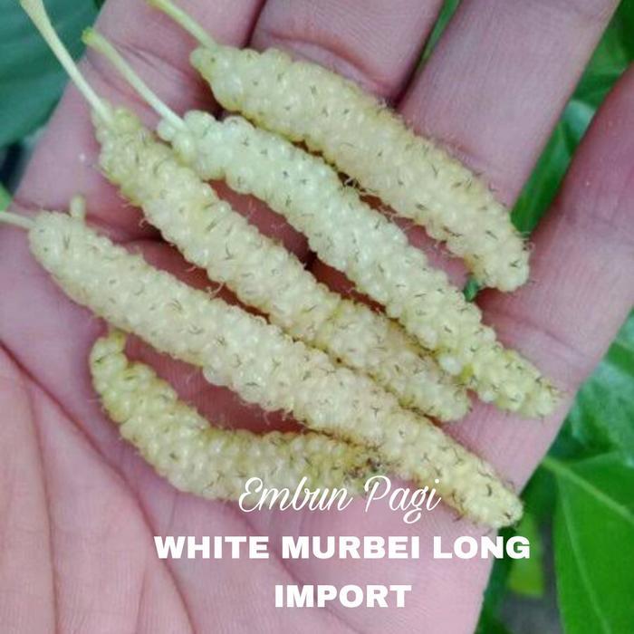 Ready Bibit White Murbei Long import jaminan Kevalitan jenis