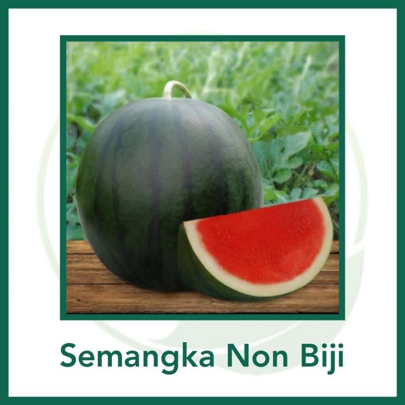 2 Biji - Benih Semangka Merah Hibrida Non Biji Napoli F1 - Bibit Tanaman Buah