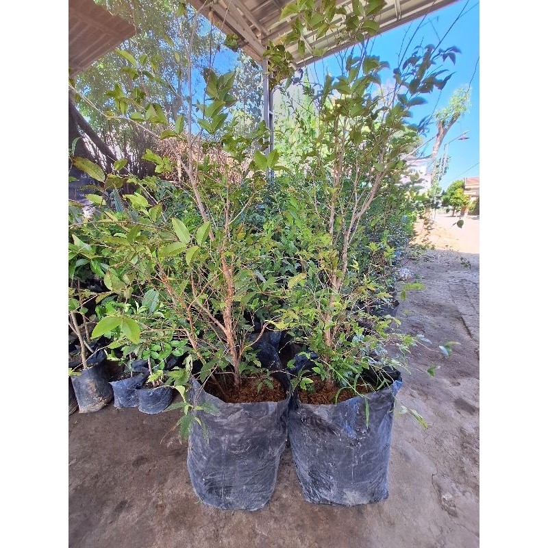 Bibit Anggur Pohon Preco // Anggur Brazil Indukan Sudah Berbuah/Berbunga Full Media