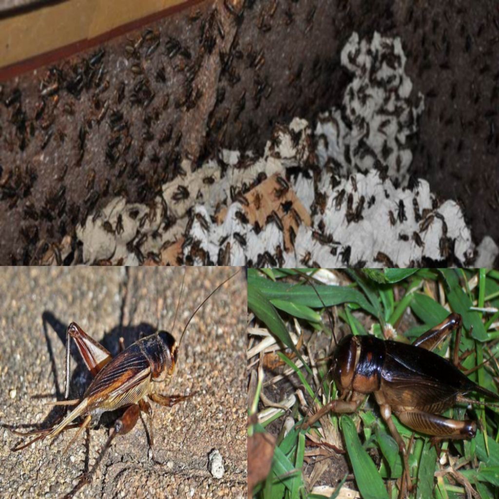 Jangkrik | jangkrik hidup | 1 pcs = 1kg - b.b.b