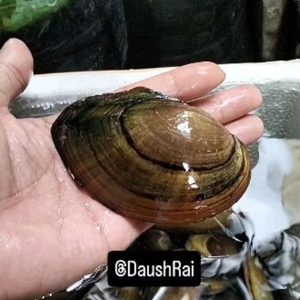 Promo KERANG BESAR AIR TAWAR HIDUP Lokal_Jaya