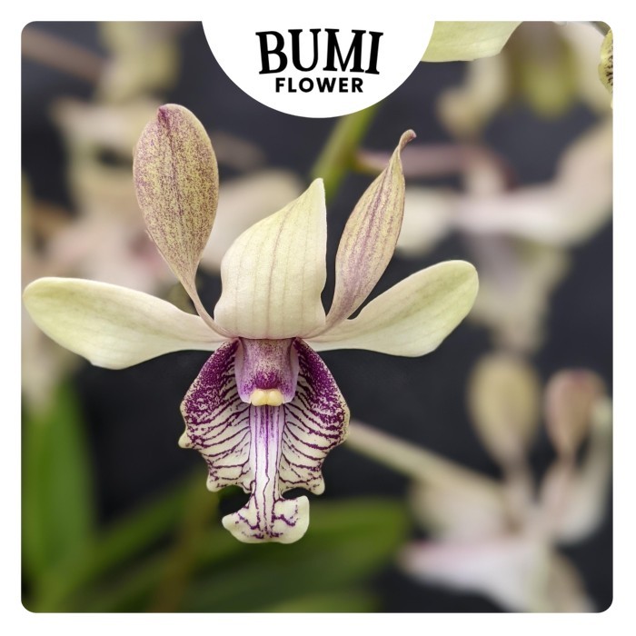 Anggrek Dendrobium Edfrans Charming - Seedling Foresta Orchids Bumi Bibit Dendro Bulat Keriting