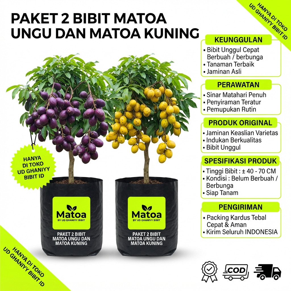 PAKET 2 BIBIT MATOA UNGU DAN MATOA KUNING CEPAT BERBUAH UD GHANIYY BIBIT ID